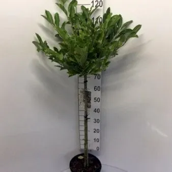 Magnolia estrellada