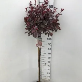 Ciruelo de sangre enano